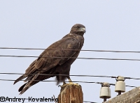 ���������� ���������